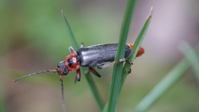 Cantharis rustica - suszterbogár