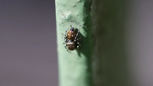 Heliophanus