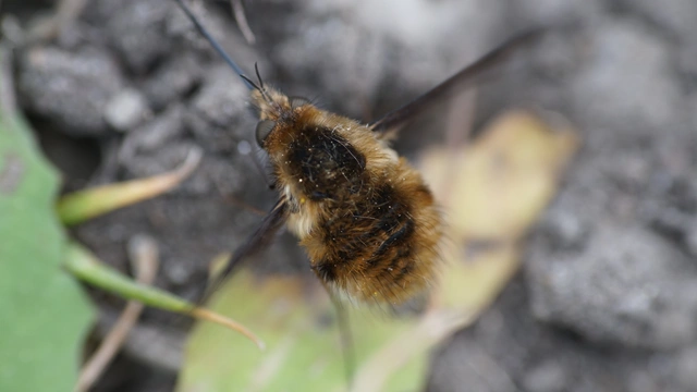 Bombyliinae
