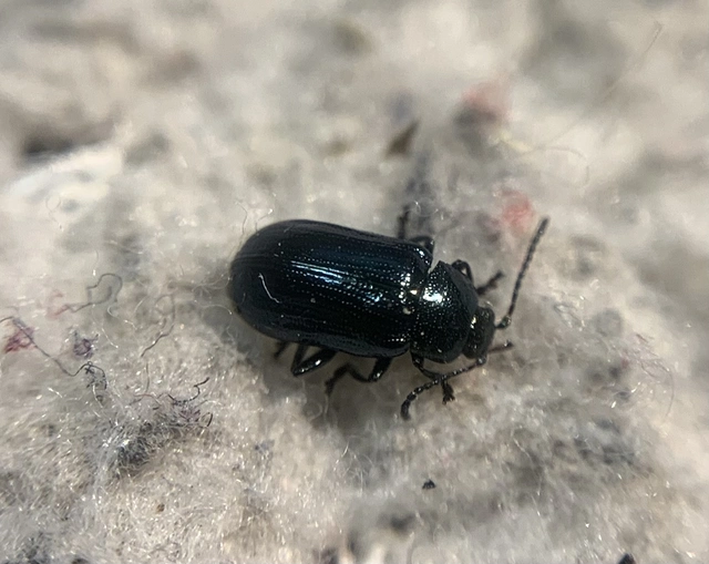 Phratora vulgatissima - közönséges fűzlevelész
