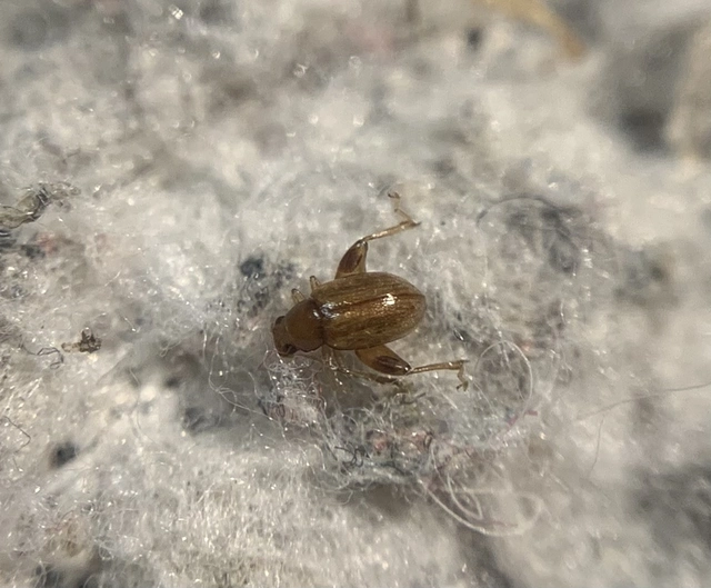 Longitarsus bertii