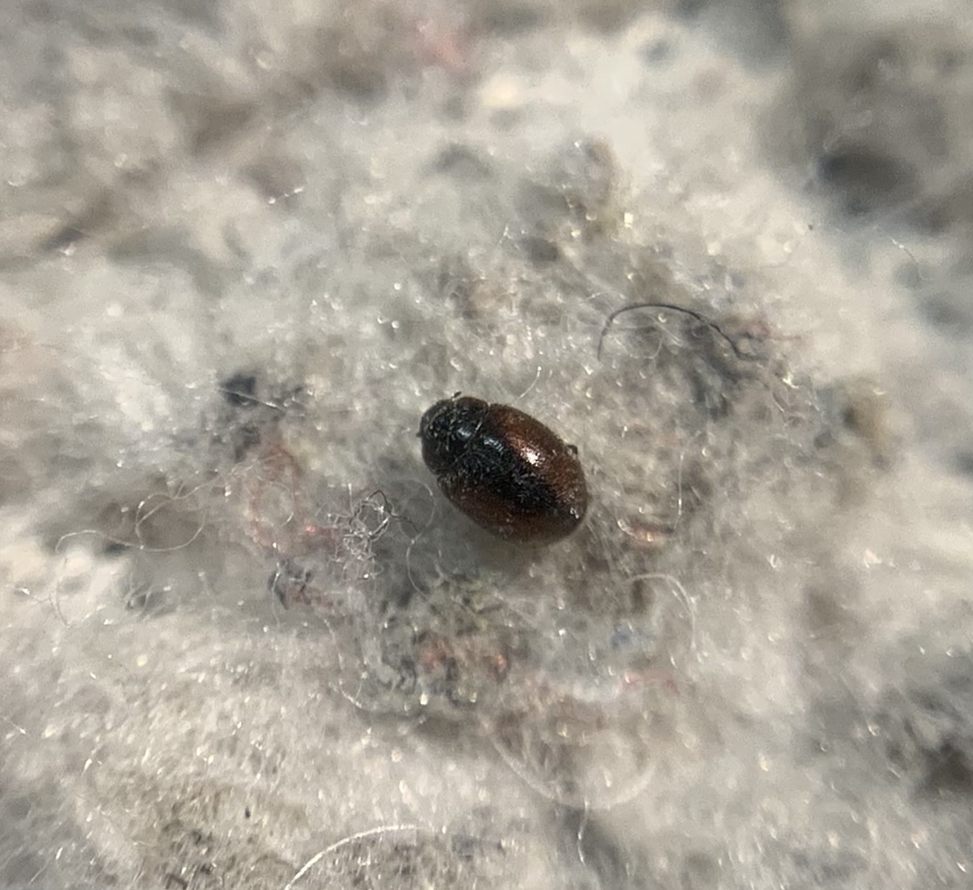 Scymnus limbatus - gesztenyebarna bödice