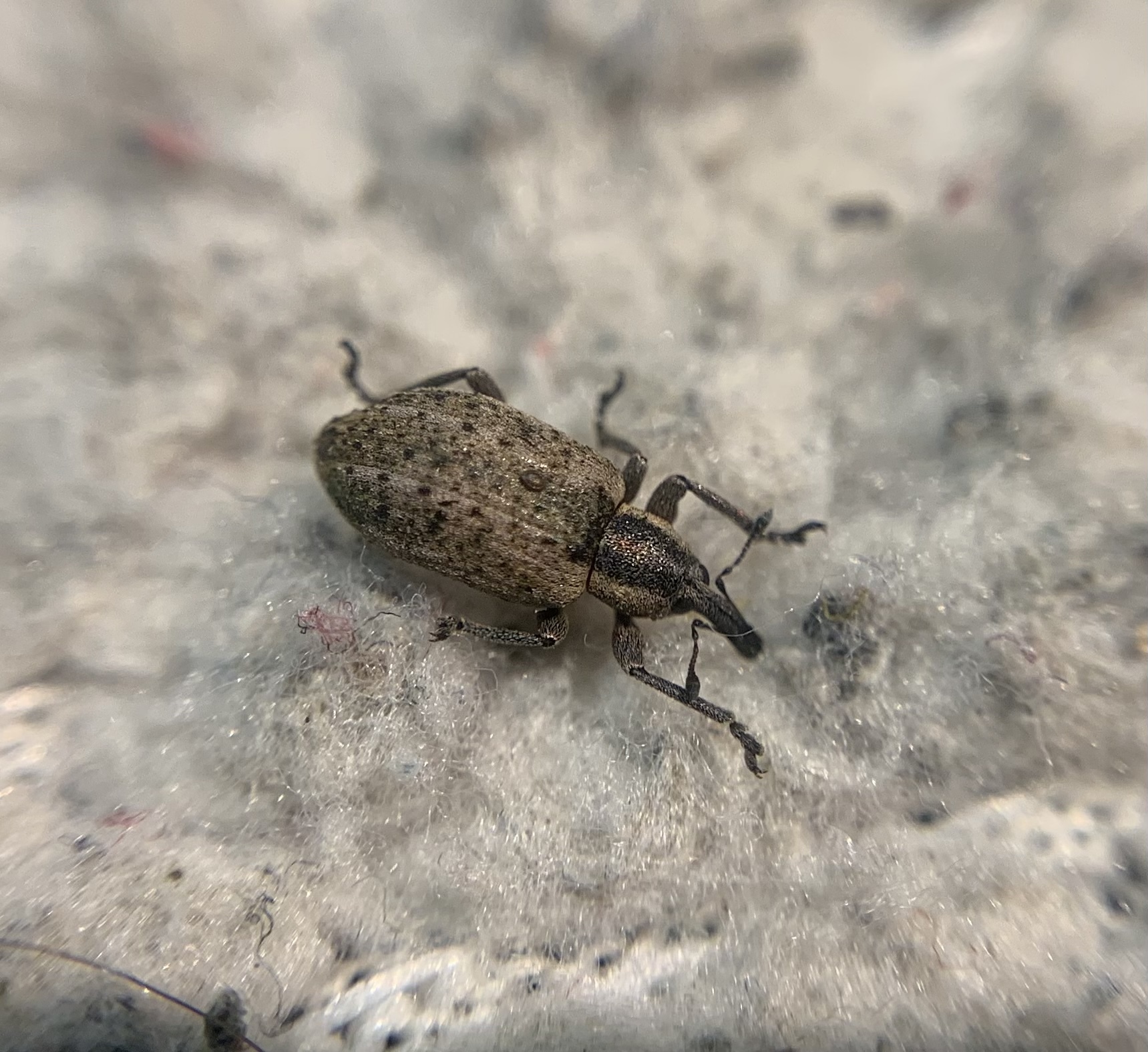 Hypera conmaculata - mocsári pikkelyesormányos