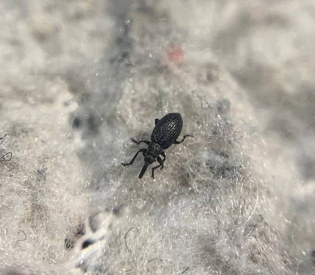 Catapion seniculus - lóhereszár-cickányormányos Catapion seniculus - lóhereszár-cickányormányos