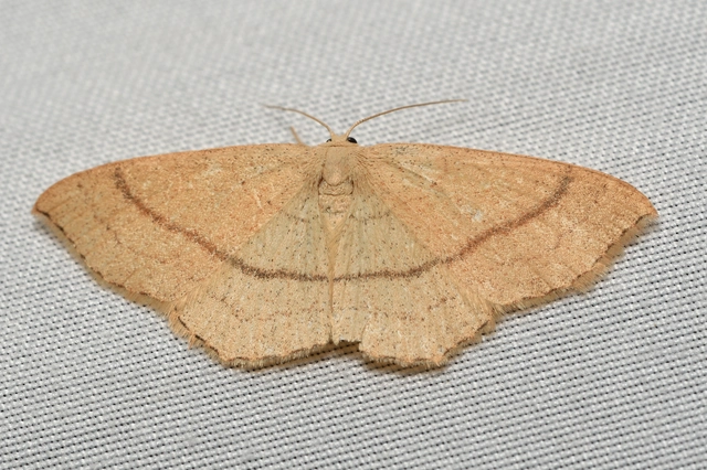 Cyclophora linearia - vonalas pettyesaraszoló