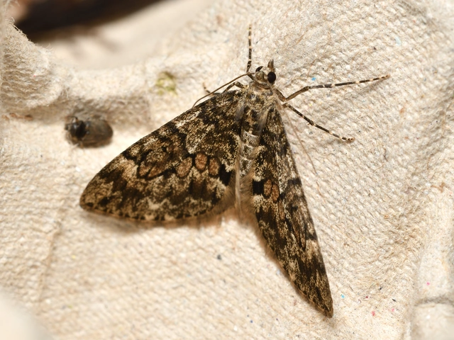 Thera variata/britannica