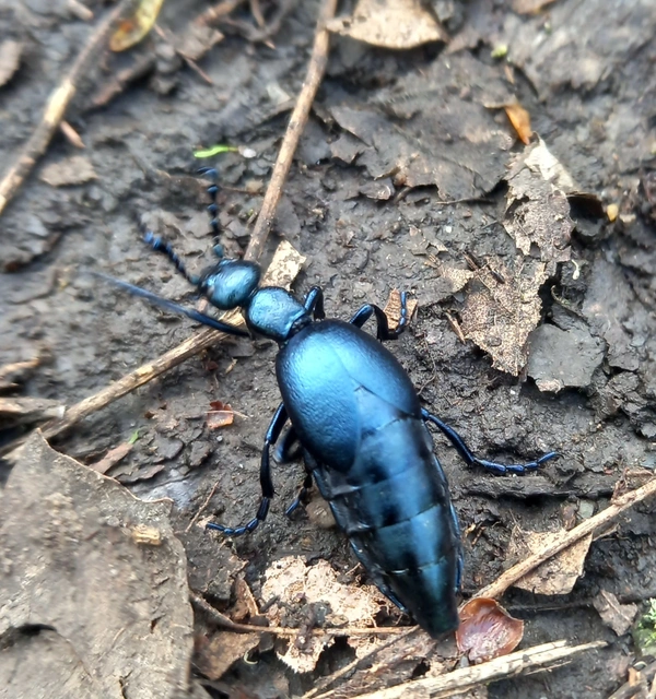 Meloe violaceus - kék nünüke