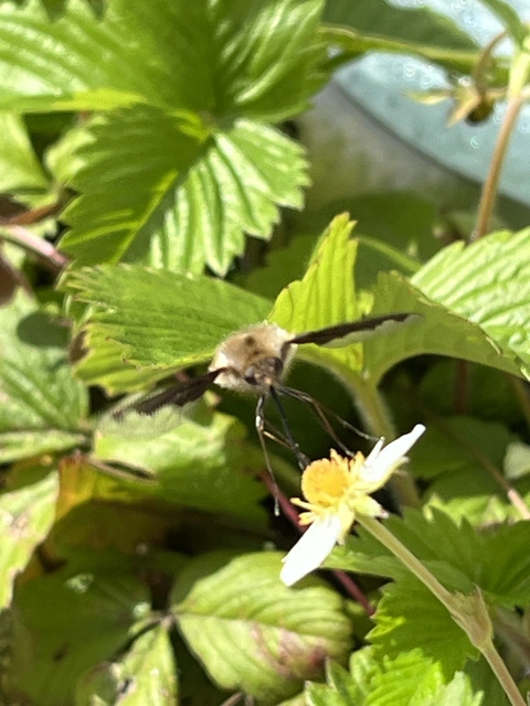 Bombyliidae - pöszörlégyfélék