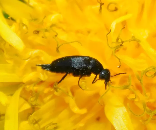 Mordellidae - marókafélék