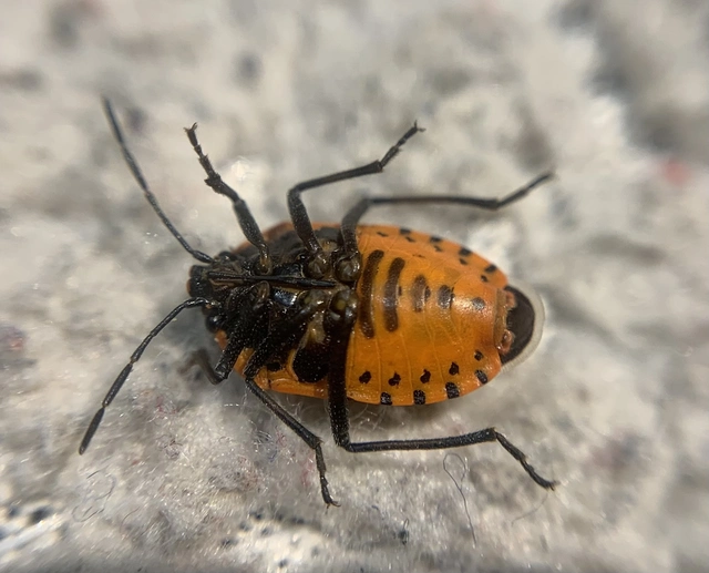 Eurydema ventralis - káposztapoloska