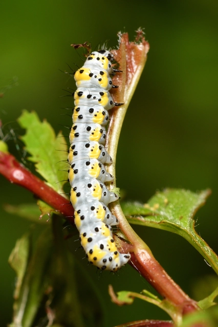 Diloba caeruleocephala - őszi kékesbagoly