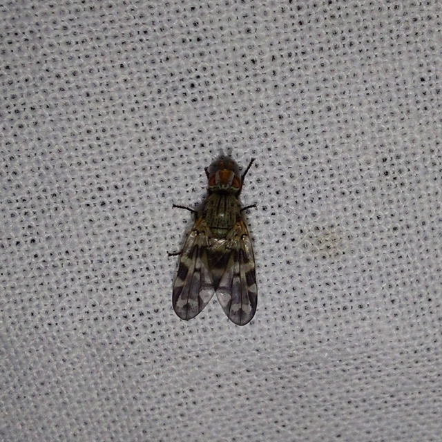 Otites centralis/guttata