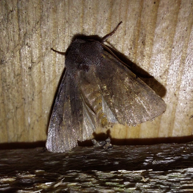 Cerastis rubricosa - vörhenyes tavaszibagoly