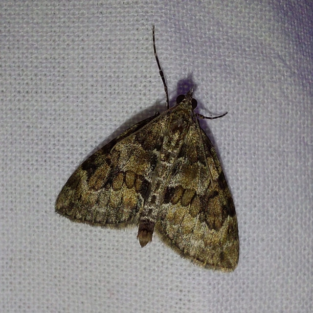 Thera variata/britannica