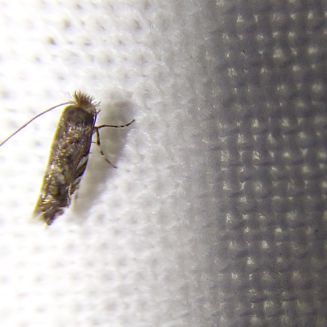 Macrosaccus robiniella - akáclevél-sátorosmoly