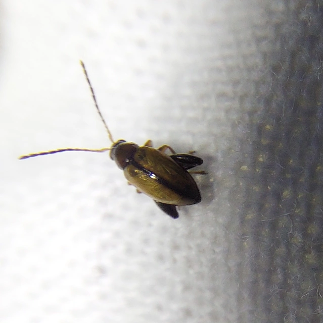 Longitarsus