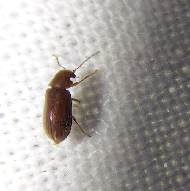 Ernobius mollis - közönséges tobozálszú