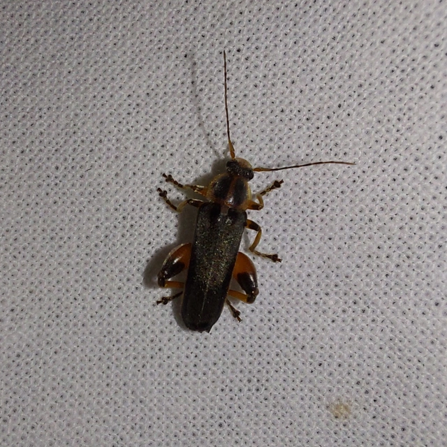 Osphya bipunctata - kétalakú komorka
