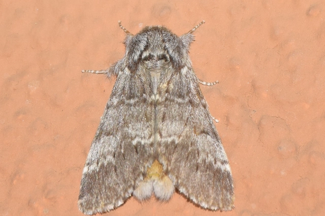 Drymonia ruficornis - cserfa-púposszövő