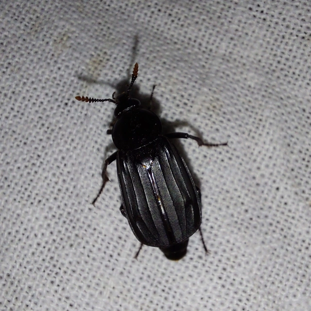 Necrodes littoralis - nagy dögbogár