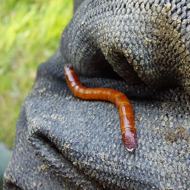 Diplopoda - Ikerszelvényesek