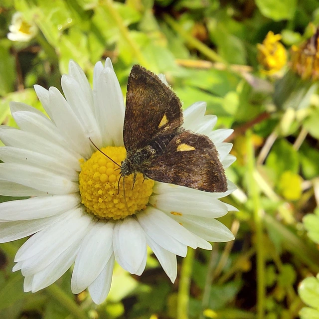 Panemeria tenebrata - apró sárgabagoly