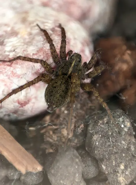Pardosa