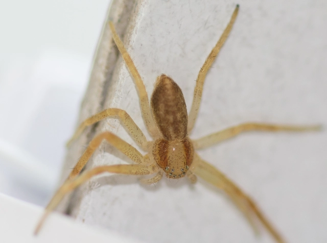 Philodromus