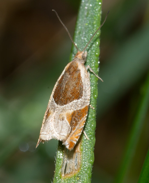 Ancylis unculana - szedersodró horgasmoly