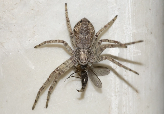Philodromus
