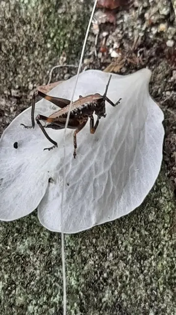 Pholidoptera