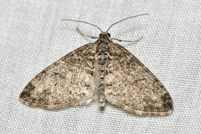 Lobophora halterata - szárnyfüggelékes araszoló