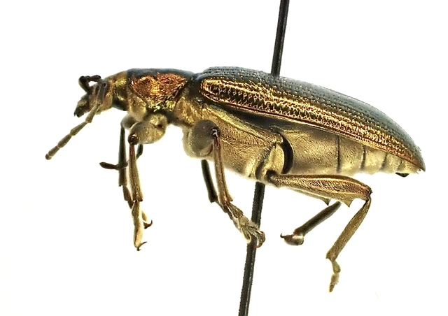 Plateumaris sericea - selymes nádbogár