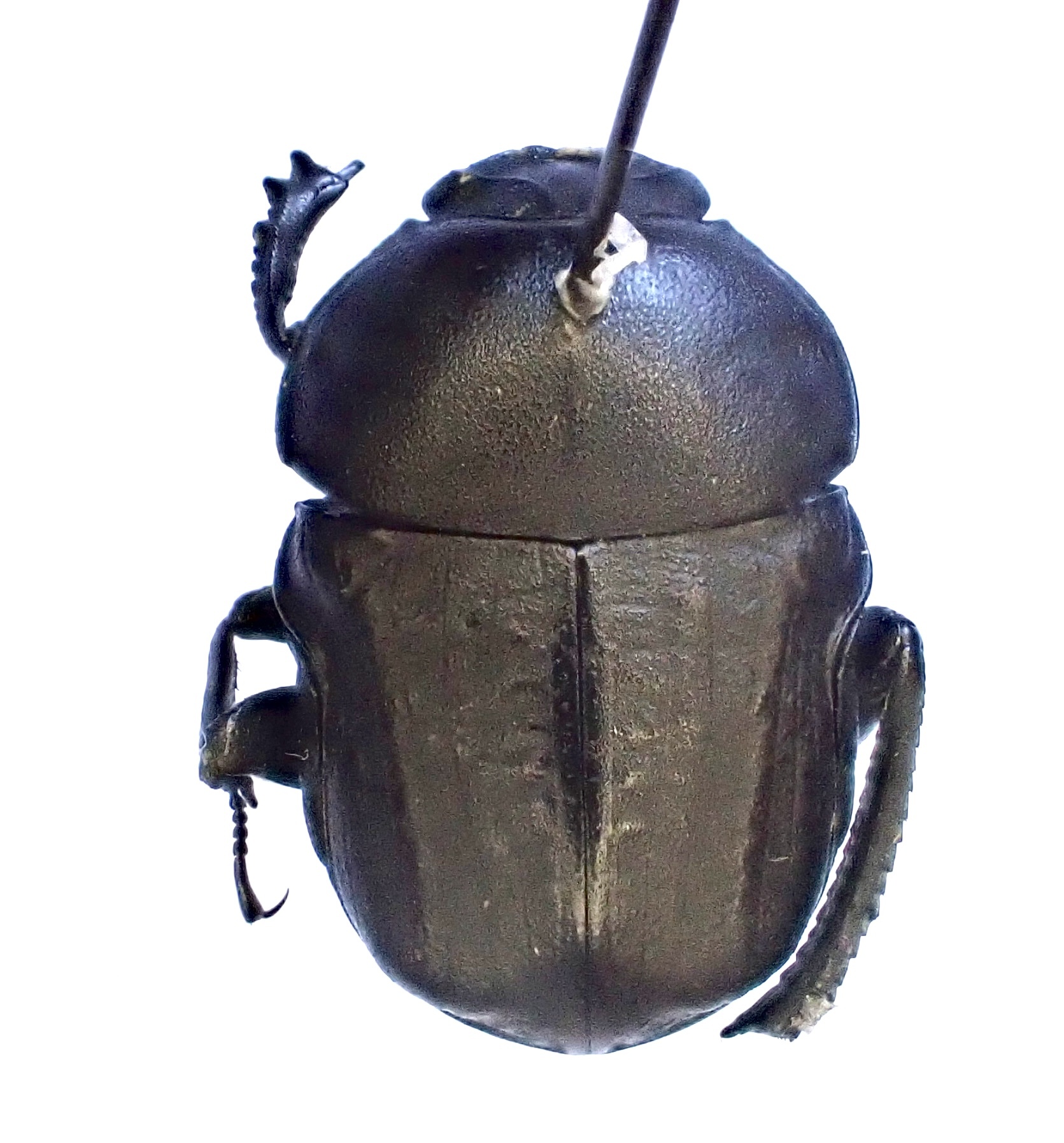 Gymnopleurus geoffroyi - közönséges törpegalacsinhajtó