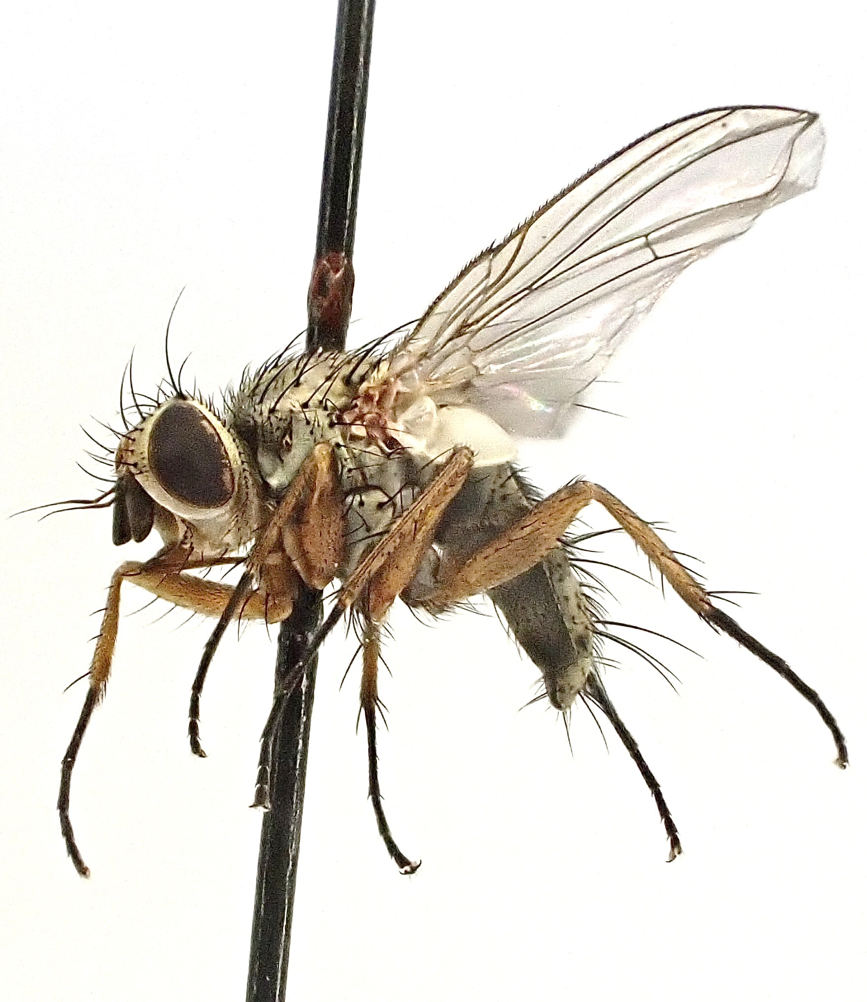 Siphona hungarica