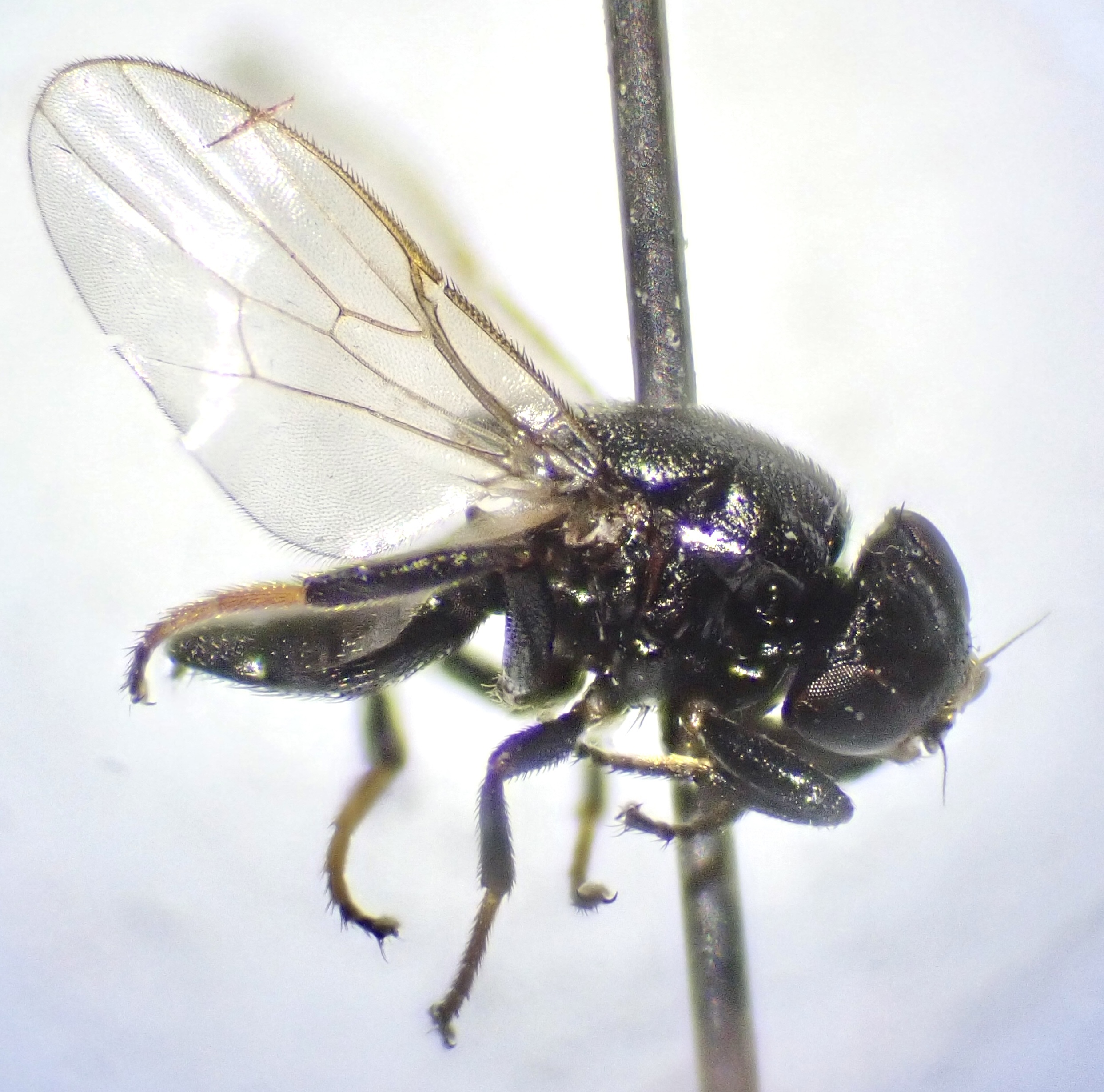 Polyodaspis ruficornis