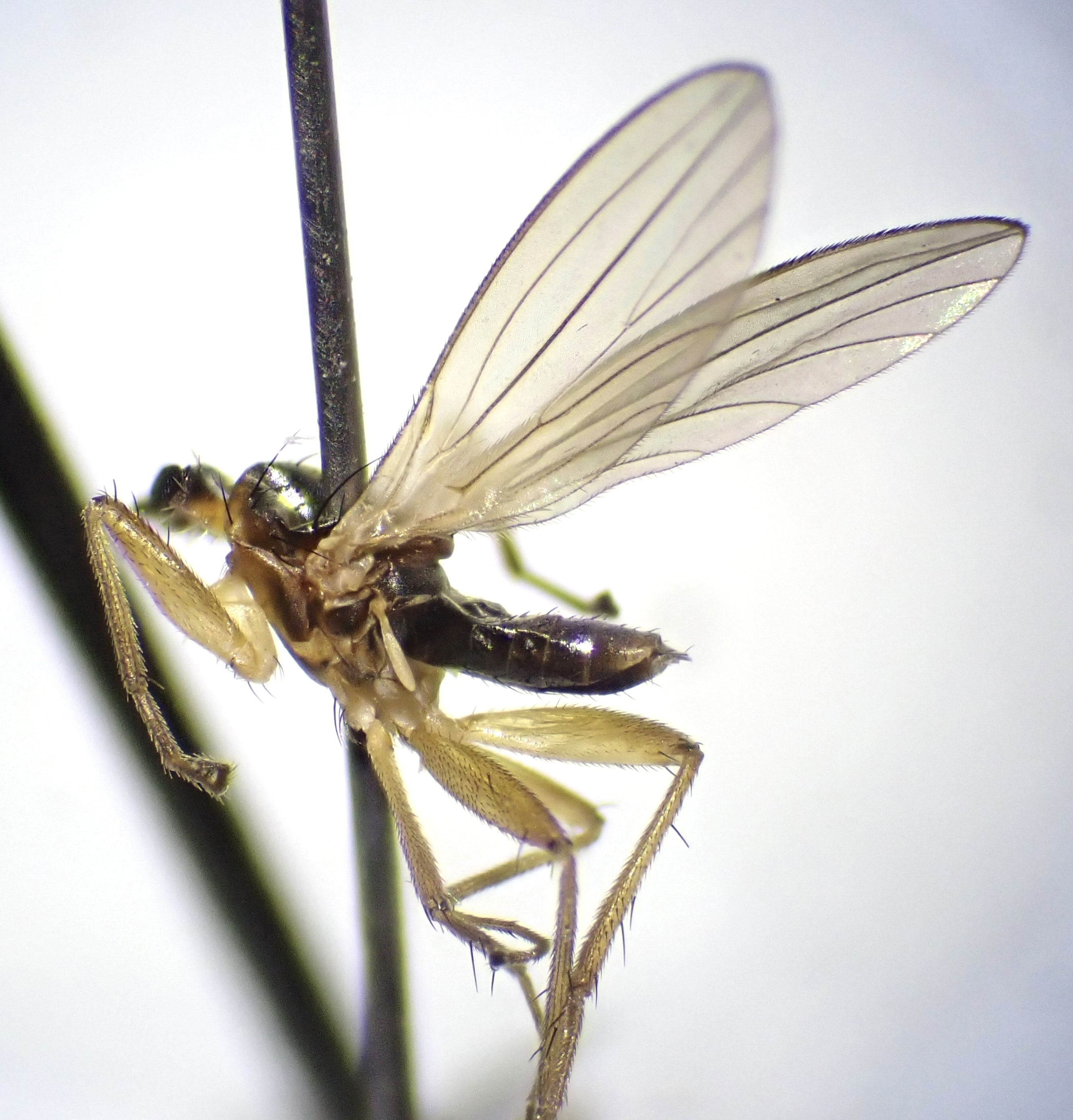 Lonchoptera lutea