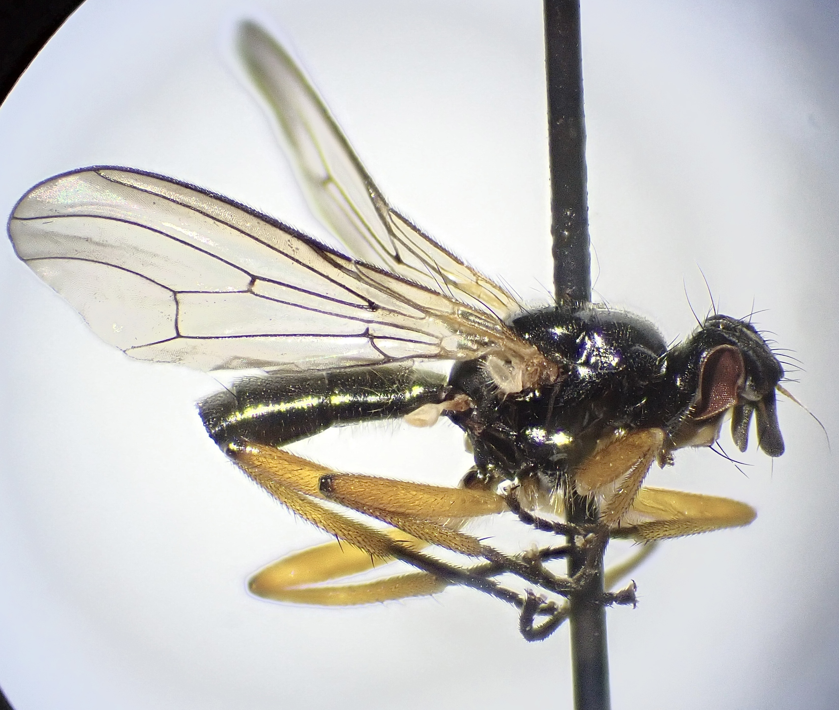 Micropselapha filiformis