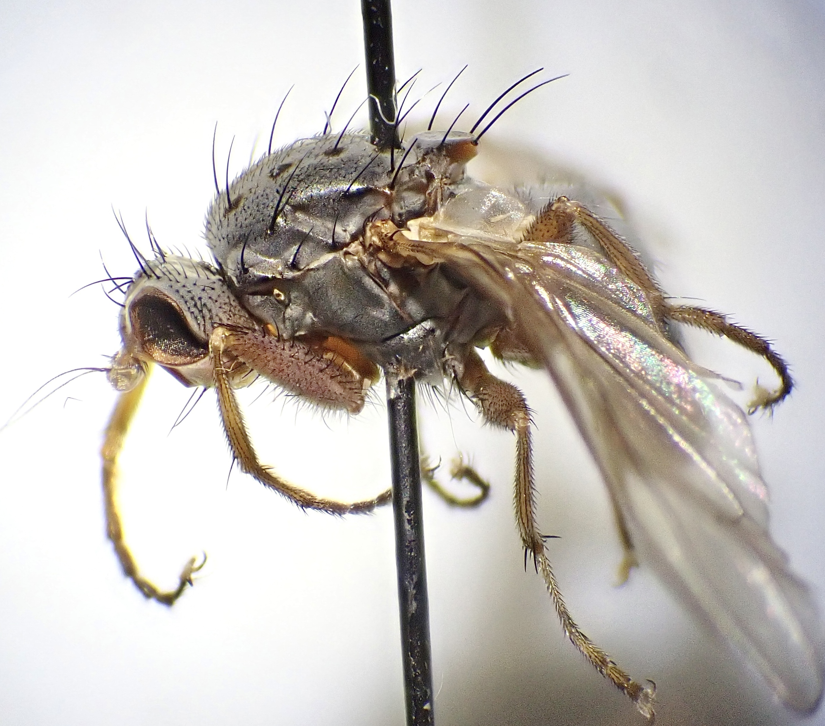 Gymnomus caesius