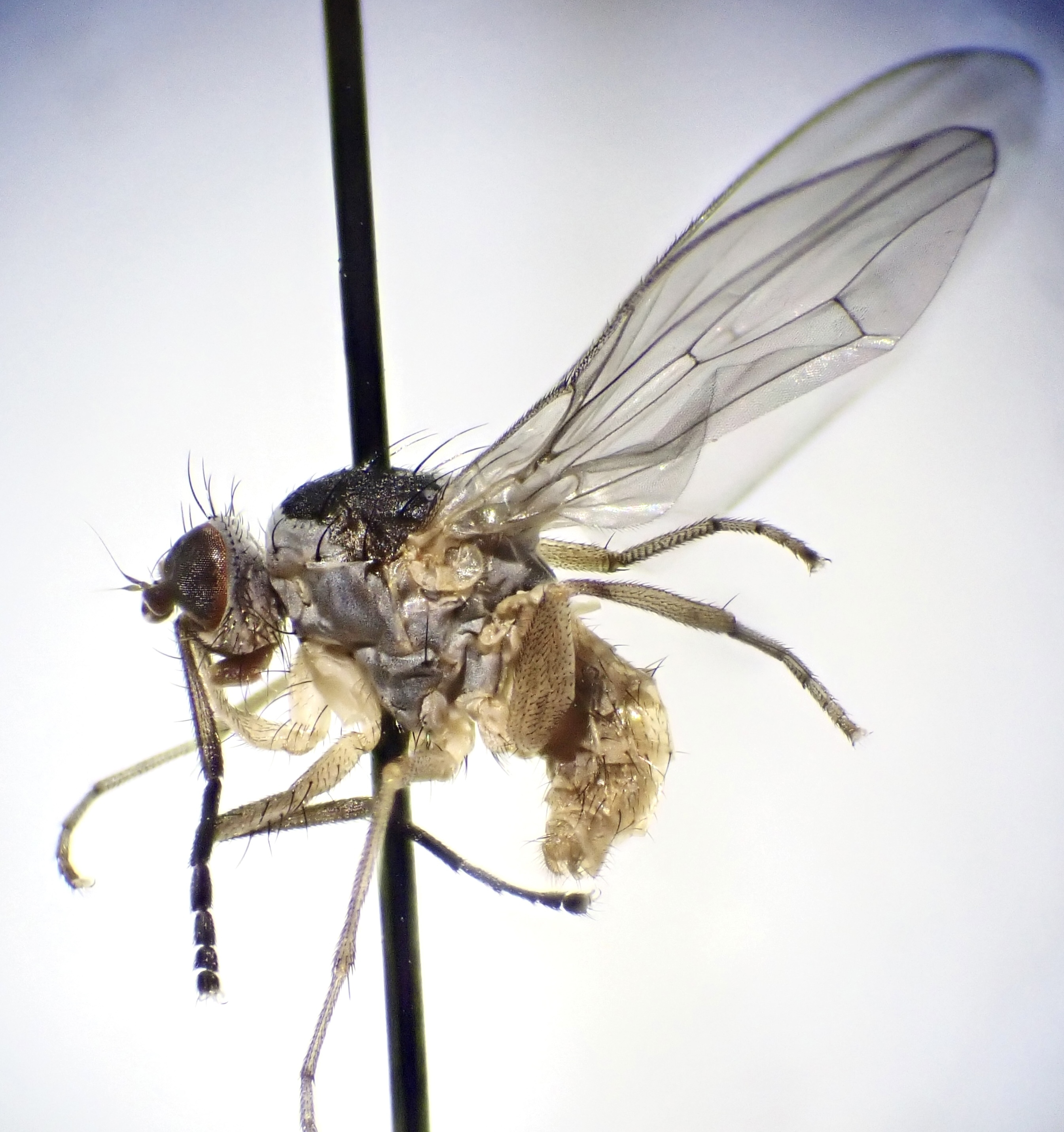 Tephrochlamys tarsalis