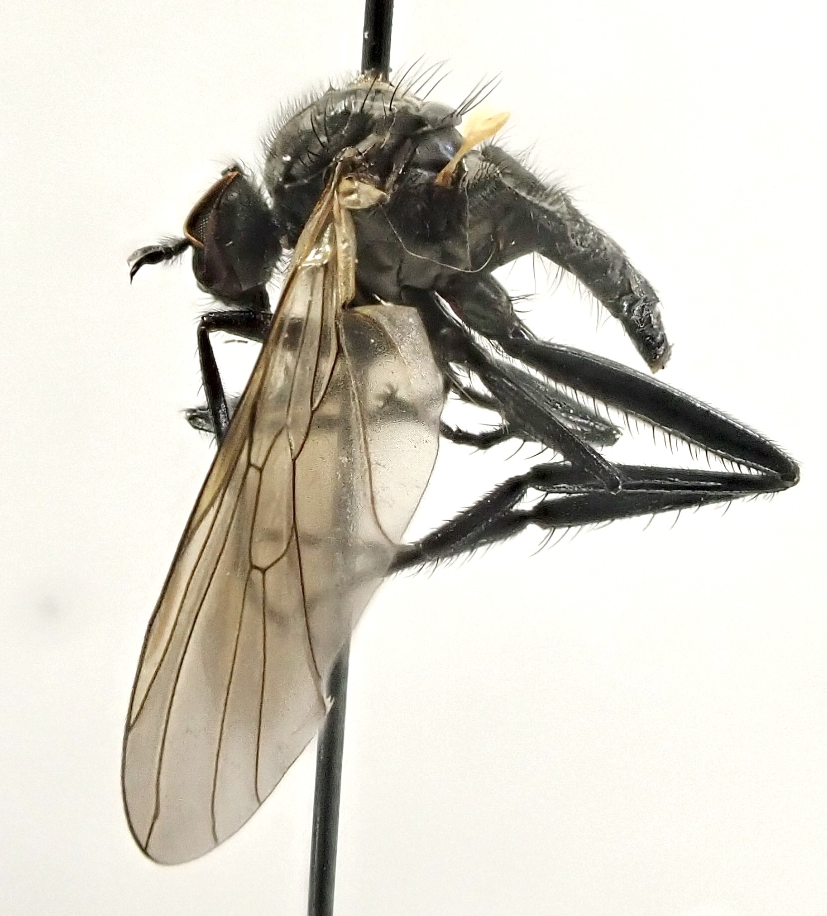 Rhamphomyia sulcatella