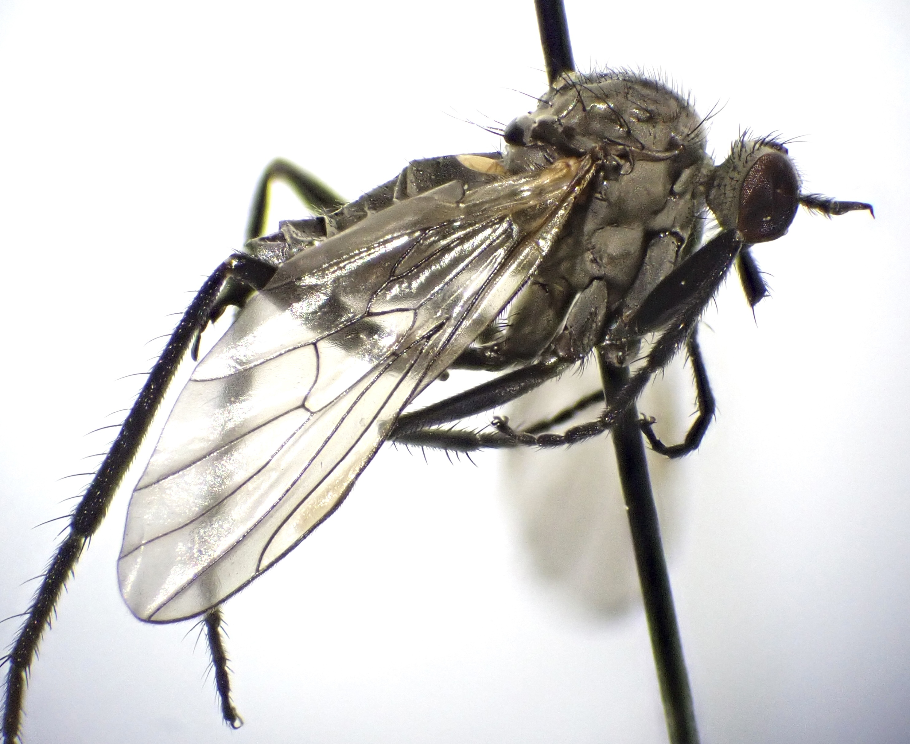 Rhamphomyia laevipes