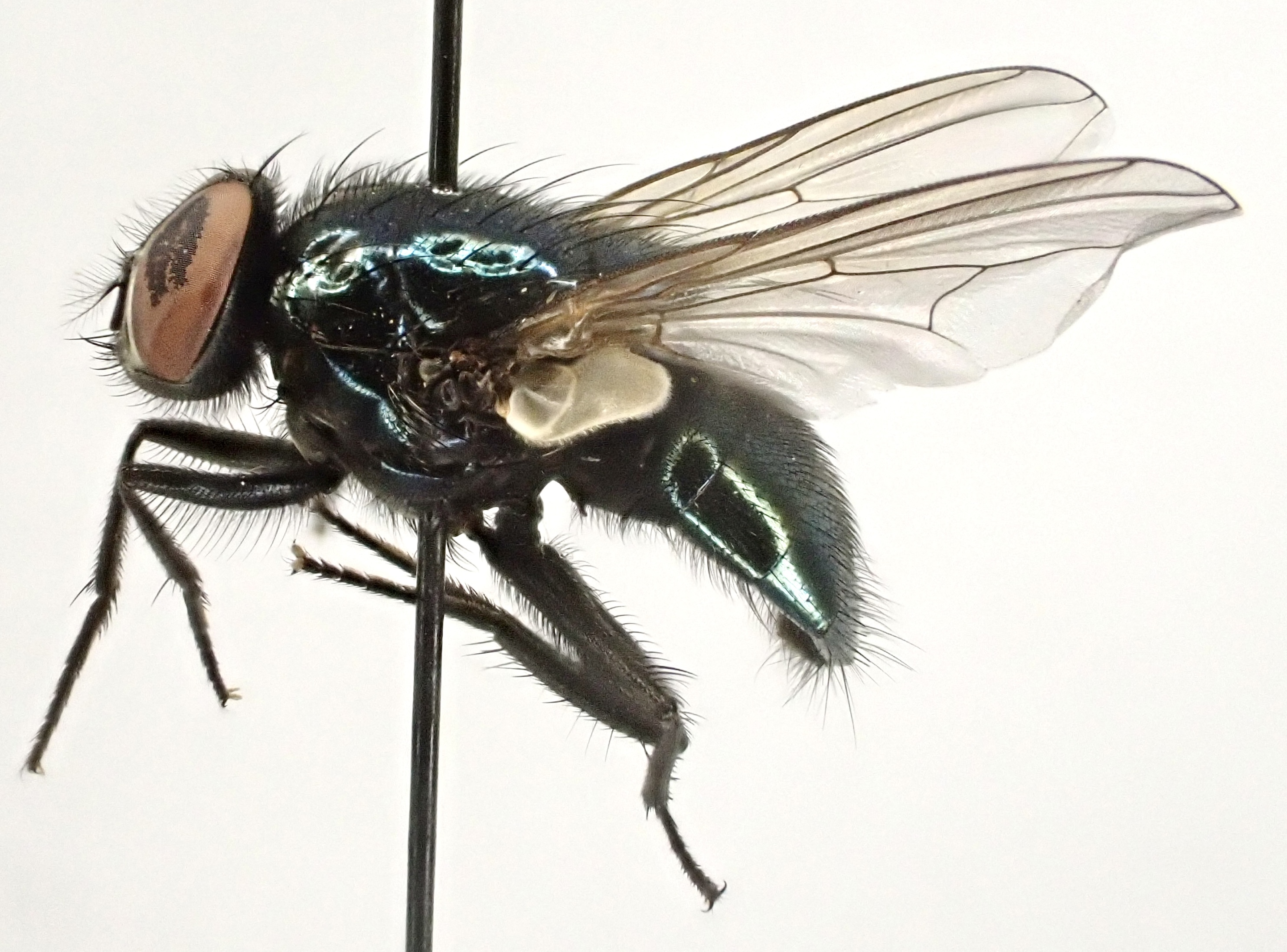 Eudasyphora cyanicolor