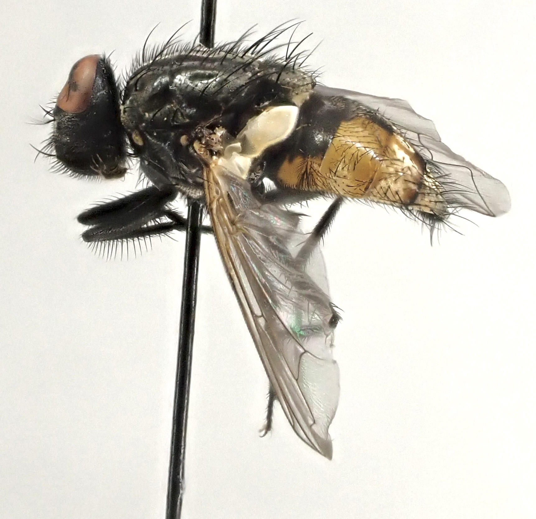 Musca autumnalis - tanyai légy