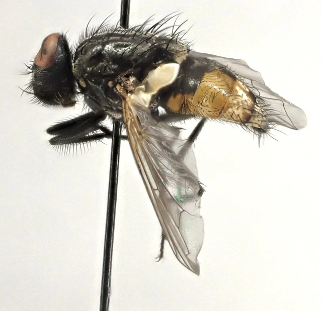 Musca autumnalis - tanyai légy