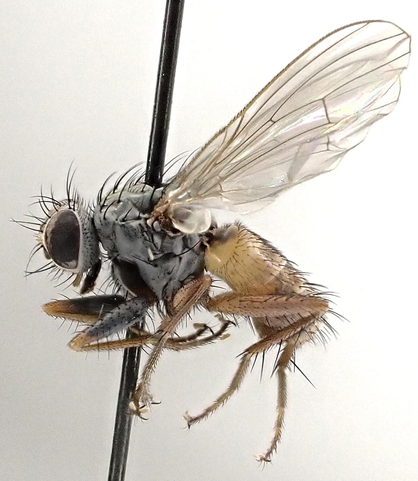 Lispocephala brachialis