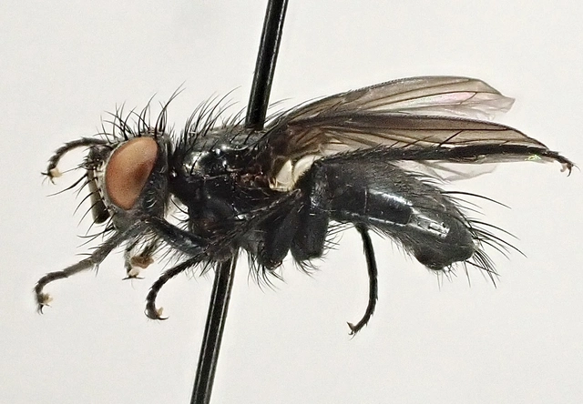 Wagneria cunctans