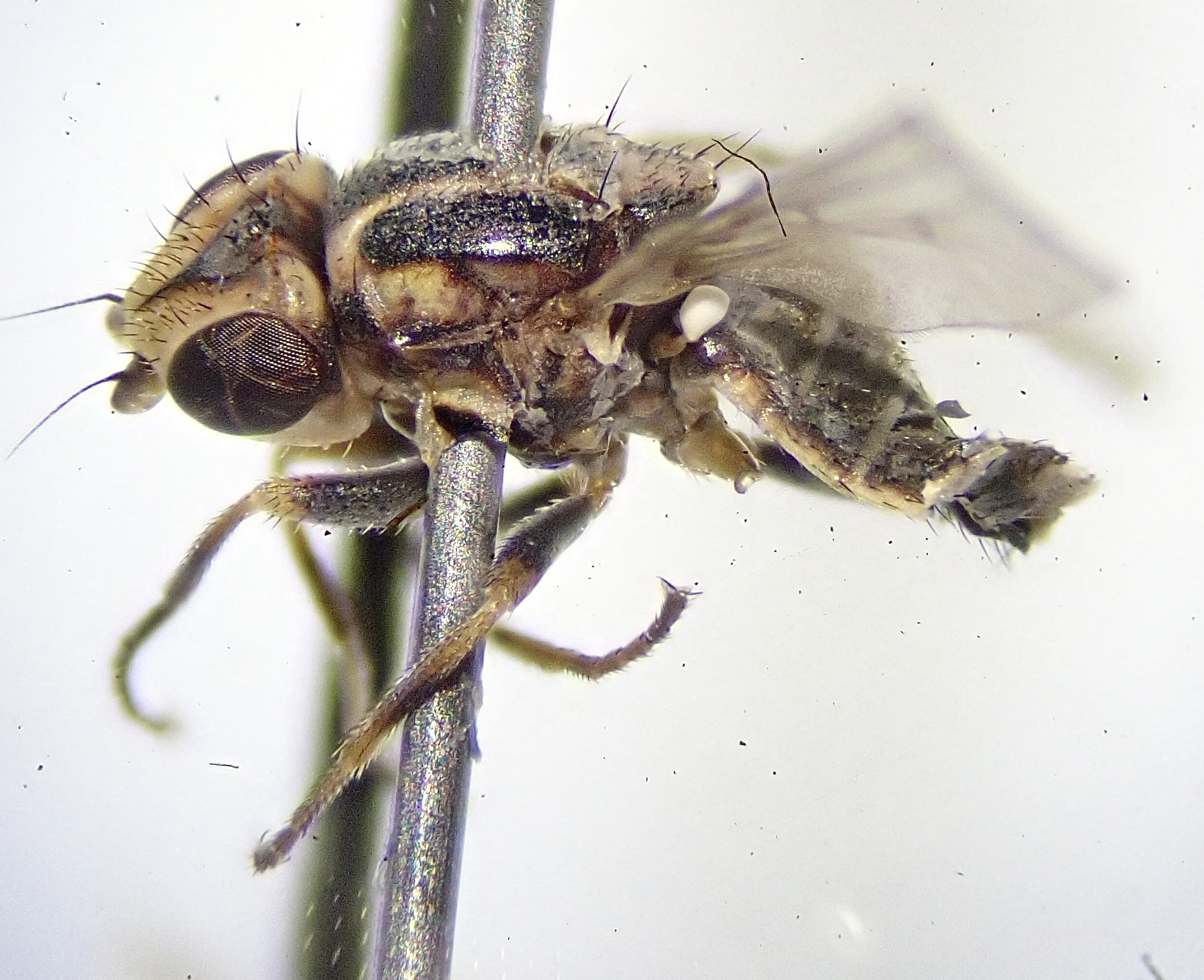 Lasiosina cinctipes