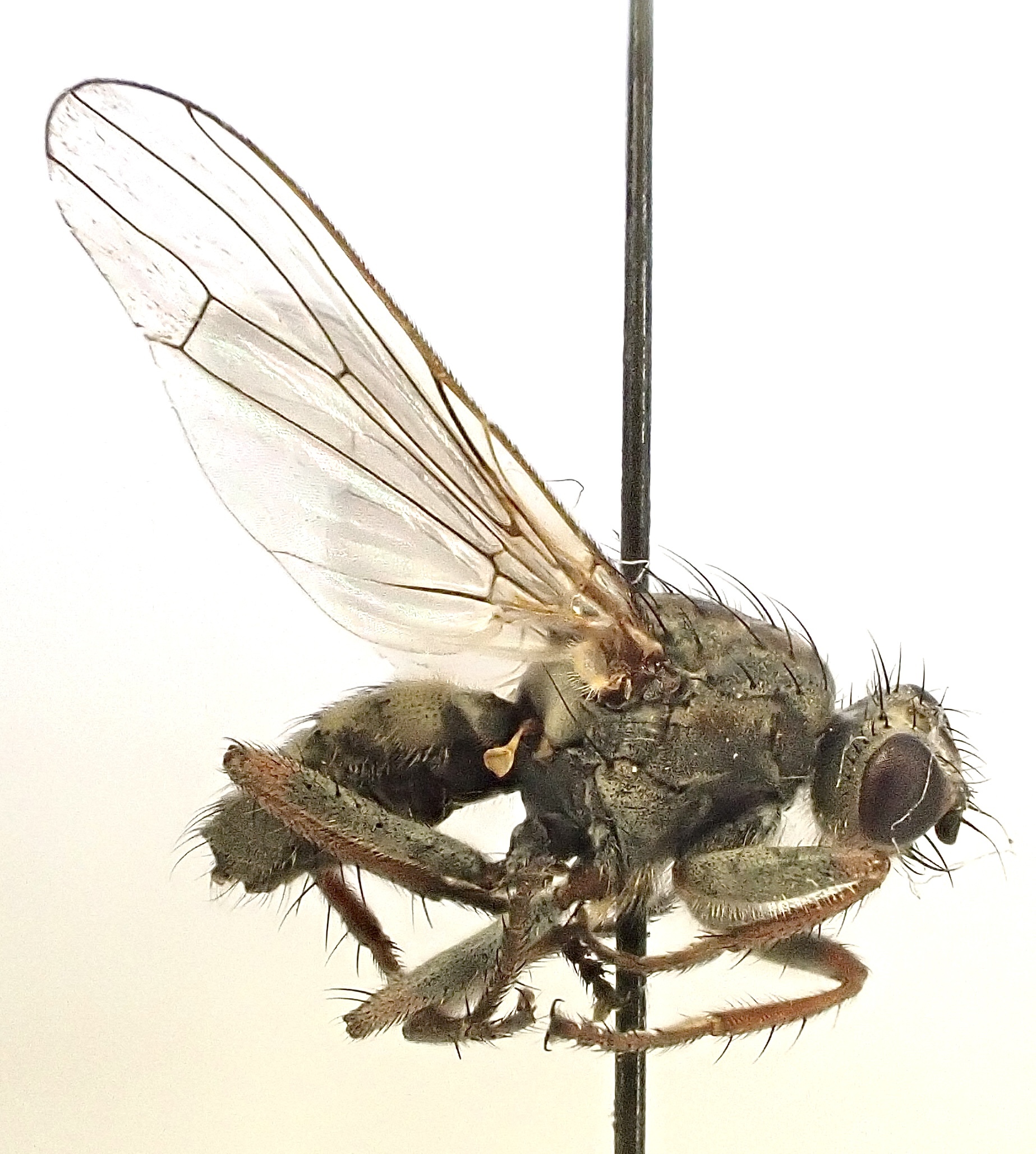 Trichopalpus fraternus