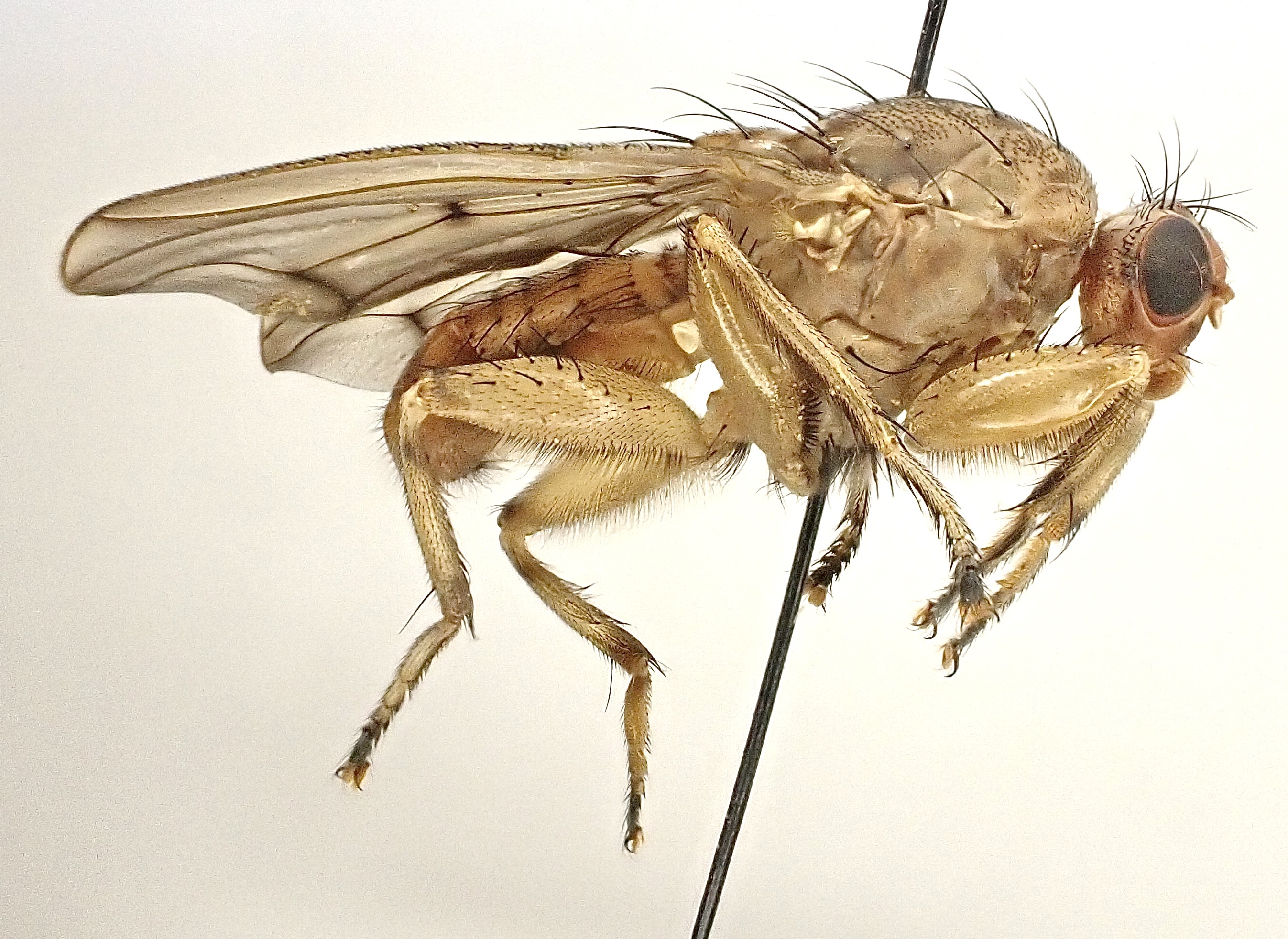 Suillia gigantea